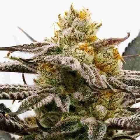 Sugar Black Rose Fem