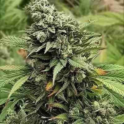 Super Critical Fast Photo Fem 2