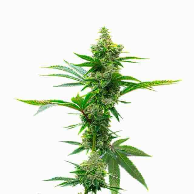 Super Silver Haze Fem