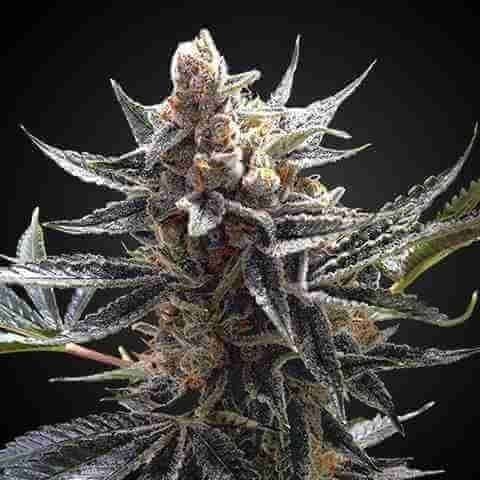 Tangie Chocolope Fem