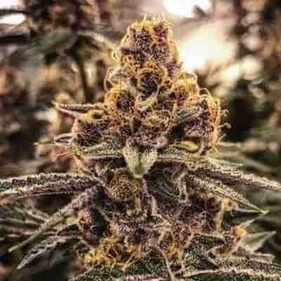 Tropicana Purple Cookies