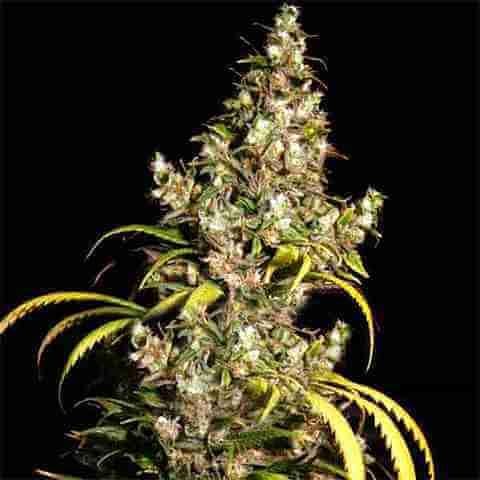 Uzbekistan Do Si Dos