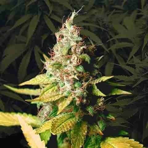 White Amnesia Photo Fem