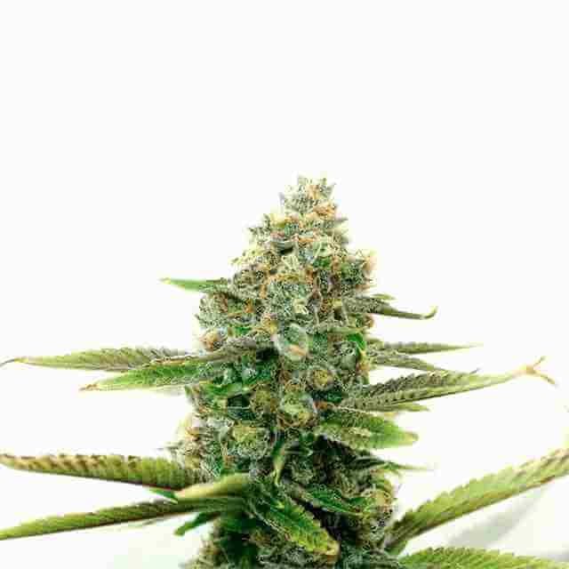 White Widow Photo Fem