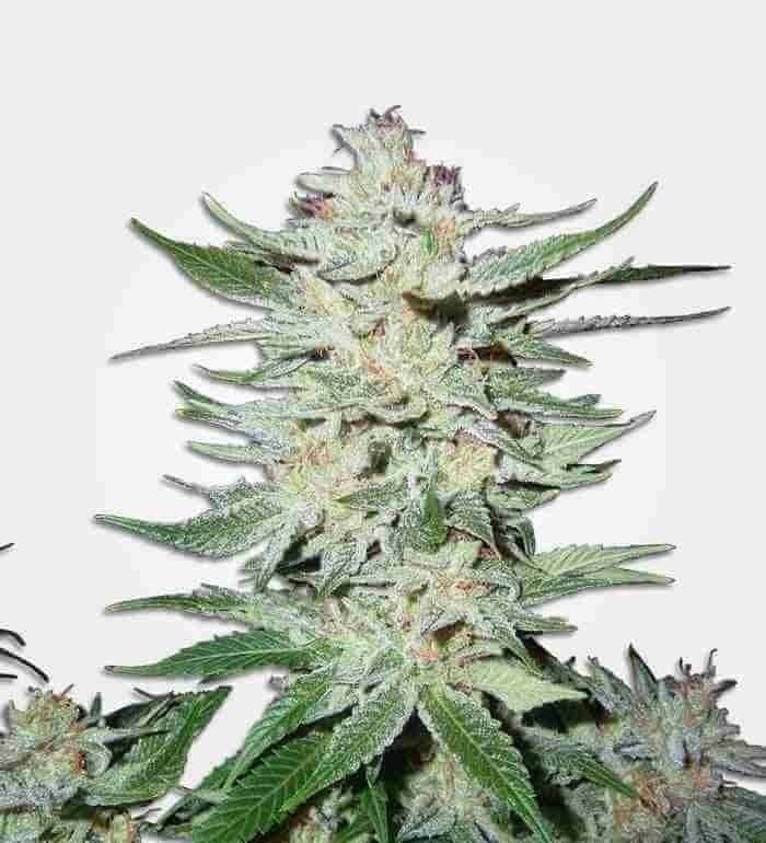 White Rhino