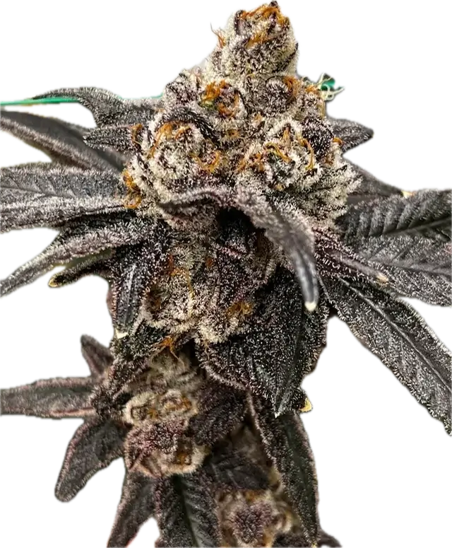 Garlic Icing Strain Clones And Co.