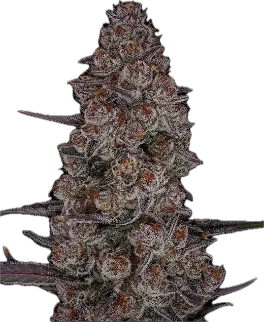 a close up of a plant