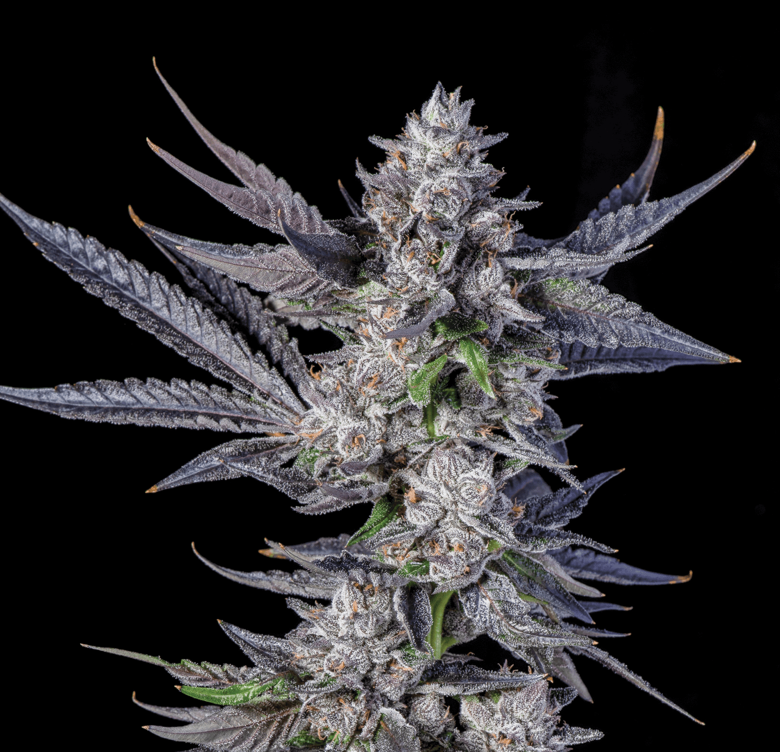 a close up of a plant